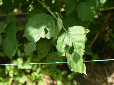 Osiguravanje useva maline