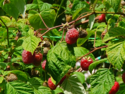 Osiguravanje useva maline