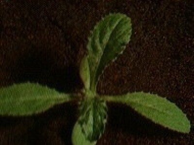 Osjak - Cirsium arvense