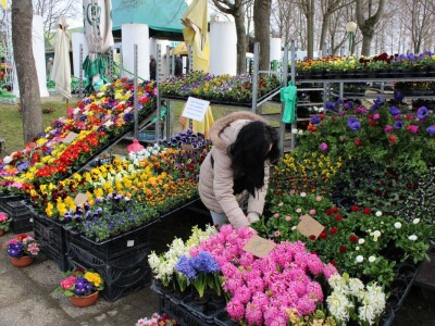 Ponuda cvijeća Ponuda cvijeća