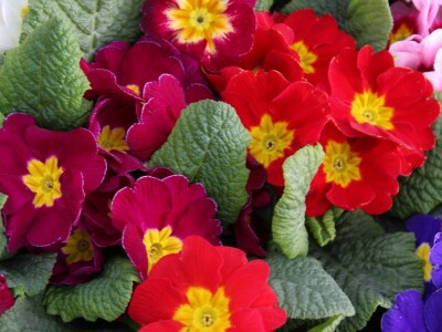 Ponuda cvijeća, detalj Ponuda cvijeća, detalj