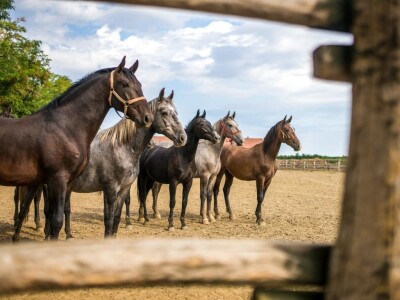Osječko-baranjska županija otvorila tri javna poziva u turizmu