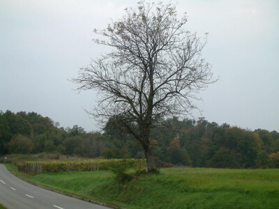 Intervju: doc. dr.sc. Damir Drvodelić