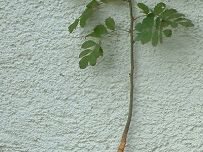 Intervju: doc. dr.sc. Damir Drvodelić