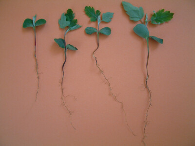 Intervju: doc. dr.sc. Damir Drvodelić