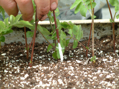 Intervju: doc. dr.sc. Damir Drvodelić