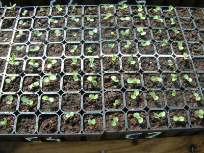 Intervju: doc. dr.sc. Damir Drvodelić