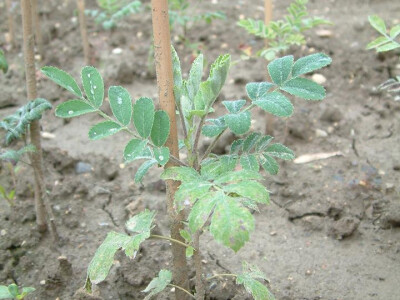 Intervju: doc. dr.sc. Damir Drvodelić