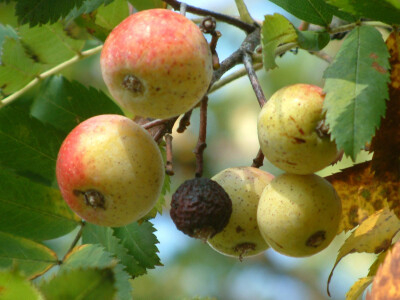 Intervju: doc. dr.sc. Damir Drvodelić