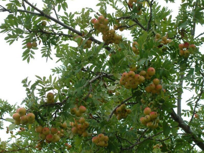 Intervju: doc. dr.sc. Damir Drvodelić