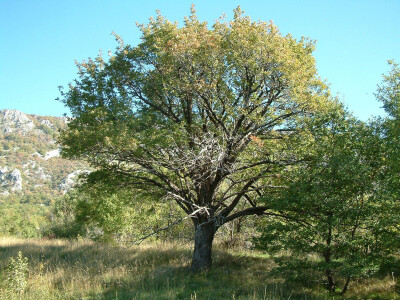 Intervju: doc. dr.sc. Damir Drvodelić