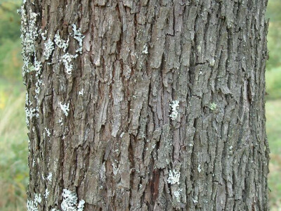 Intervju: doc. dr.sc. Damir Drvodelić