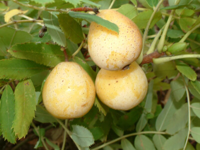 Intervju: doc. dr.sc. Damir Drvodelić