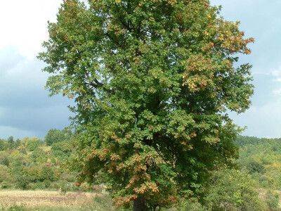 Intervju: doc. dr.sc. Damir Drvodelić