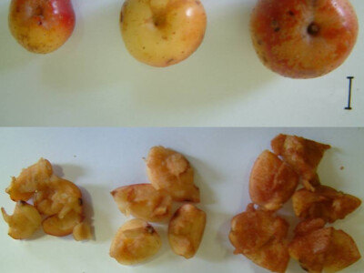 Intervju: doc. dr.sc. Damir Drvodelić