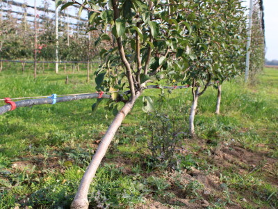 Osman Musić Osman Musić