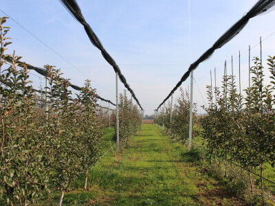 Osman Musić Osman Musić