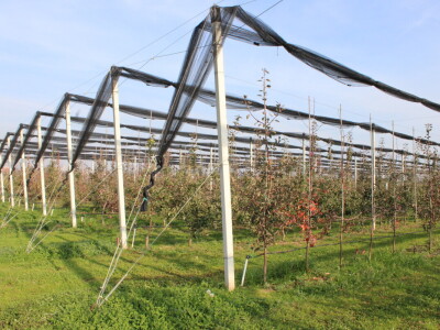 Osman Musić Osman Musić