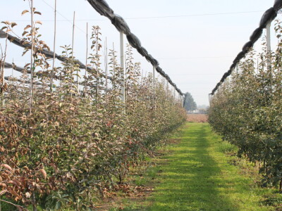 Osman Musić Osman Musić