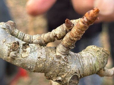 Osnove rezidbe za vrtlare početnike Osnove rezidbe za vrtlare početnike