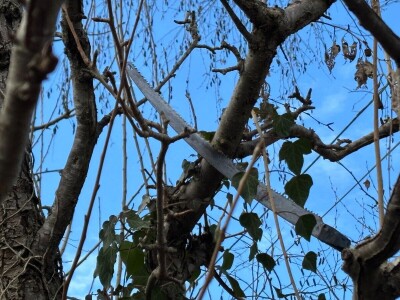 Osnove rezidbe za vrtlare početnike Osnove rezidbe za vrtlare početnike