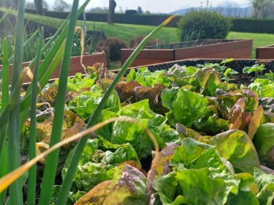 Osnovna škola u Kamenici ima najljepši školski vrt u Hrvatskoj Osnovna škola u Kamenici ima najljepši školski vrt u Hrvatskoj