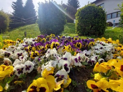 Osnovna škola u Kamenici ima najljepši školski vrt u Hrvatskoj Osnovna škola u Kamenici ima najljepši školski vrt u Hrvatskoj