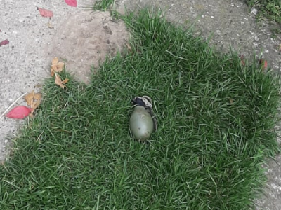 Ostavili mu ručnu bombu u dvorištu