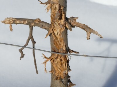 Oštećena stabla jabuke u Dobrunskoj Rijeci kod Višegrada Oštećena stabla jabuke u Dobrunskoj Rijeci kod Višegrada