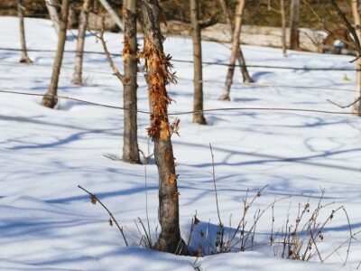 Oštećena stabla jabuke u Dobrunskoj Rijeci kod Višegrada Oštećena stabla jabuke u Dobrunskoj Rijeci kod Višegrada