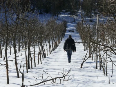 Oštećena stabla jabuke u Dobrunskoj Rijeci kod Višegrada