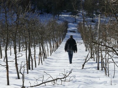 Oštećena stabla jabuke u Dobrunskoj Rijeci kod Višegrada Oštećena stabla jabuke u Dobrunskoj Rijeci kod Višegrada