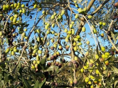 Oštećeni maslinovi plodovi maslinovom muhom