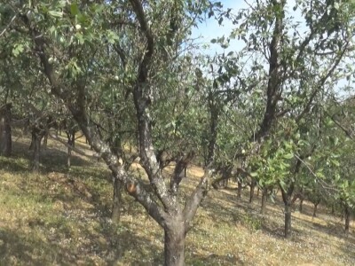 Oštećenja na stablu i granama nakon grada
