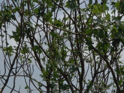 Oštećenja na stablu i granama nakon grada