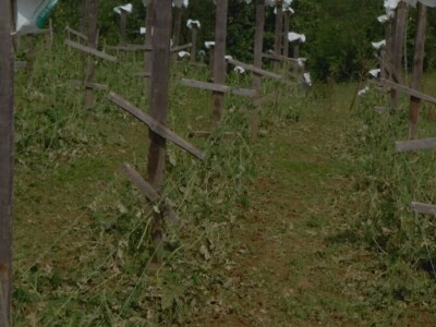 Oštećenja na stablu i granama nakon grada