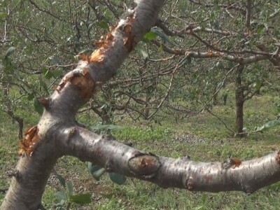 Oštećenja na stablu i granama nakon grada