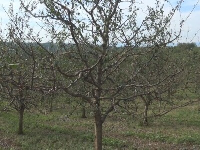 Oštećenja na stablu i granama nakon grada