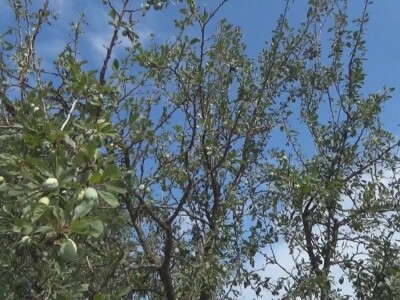 Oštećenja na stablu i granama nakon grada