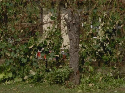 Oštećenja na stablu i granama nakon grada