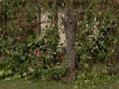 Oštećenja na stablu i granama nakon grada