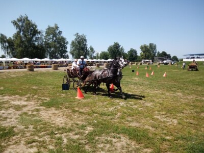 Osuđena lica rade s lipicanerima