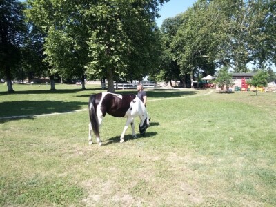 Osuđena lica rade s lipicanerima