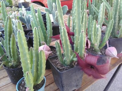 Otac i ćerka najveći proizvođači kaktusa u Vrbasu