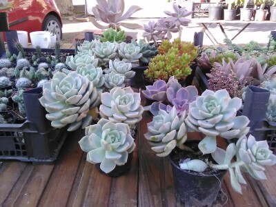 Otac i ćerka najveći proizvođači kaktusa u Vrbasu