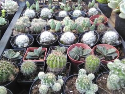 Otac i ćerka najveći proizvođači kaktusa u Vrbasu