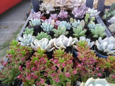 Otac i ćerka najveći proizvođači kaktusa u Vrbasu