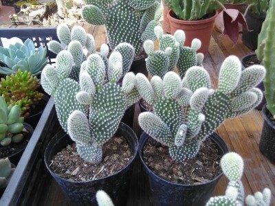 Otac i ćerka najveći proizvođači kaktusa u Vrbasu