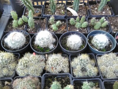 Otac i ćerka najveći proizvođači kaktusa u Vrbasu