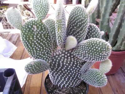 Otac i ćerka najveći proizvođači kaktusa u Vrbasu